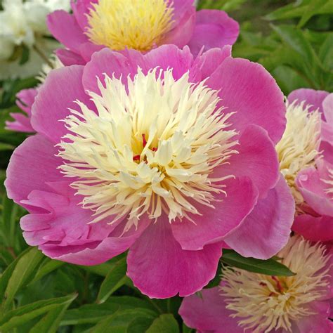 Bowl Of Beauty Globe Of Light Peony Paeonia X Lactiflora Bowl Of