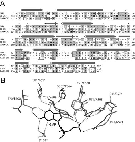 The GK Domains Of MAGUKs Resemble YGK A Amino Acid Sequences