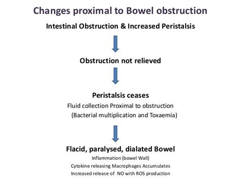 Pathopyshiology Of Intestinal Obstruction Chirantan Mandal Medical Co