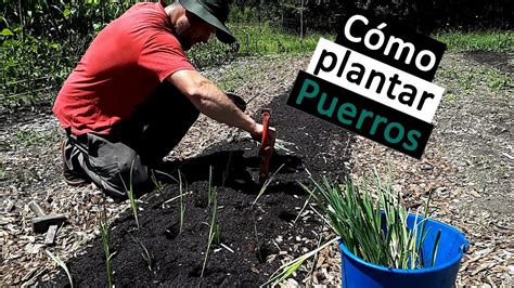 Cómo plantar PUERROS con TRUCO Ep 19 2020 Birika Permakultura