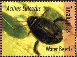 Stamp Water Beetle Acilius Sulcatus Tuvalu Beetles Mi Tv Sn