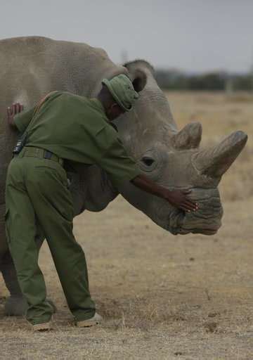 Scientists Hope To Save Northern White Rhino From Extinction