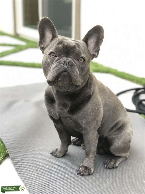 Are Blue French Bulldogs Recognized By The Akc