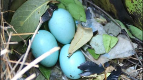 The Secret Life Of Myna Bird Eggs Nets Of Myna Bird Eggs In Forest