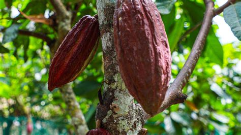 Inacal Promueve Est Ndares De Calidad En La Cadena De Valor Del Cacao