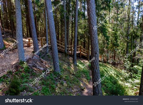 Naked Pine Tree Forest Before Winter Stock Photo 1259341087 Shutterstock