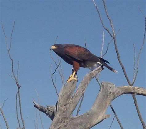 Tucson Daily Photo ~: Fierce, Beautiful Desert Predators