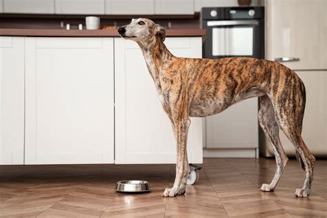 Pero Cuantos días puede pasar un perro sin comer