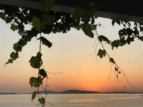 Premium Photo Silhouette Tree By Sea Against Sky During Sunset At