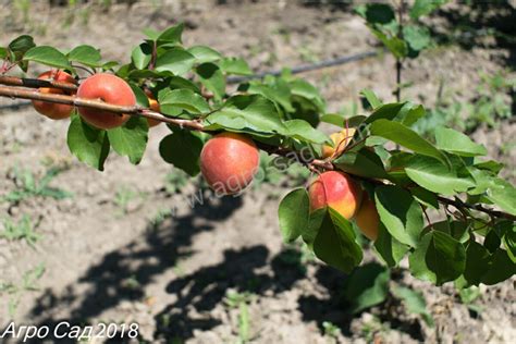Абрикос Эрли Блаш /Early Blush/ - Агро Сад