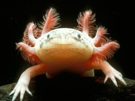 Axolotls The World Wide Zoo