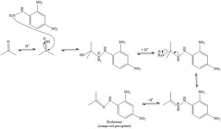 The mechanism for the reaction of 2,4-DNP with a ketone is: | Homework ...