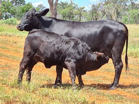 brahman cattle