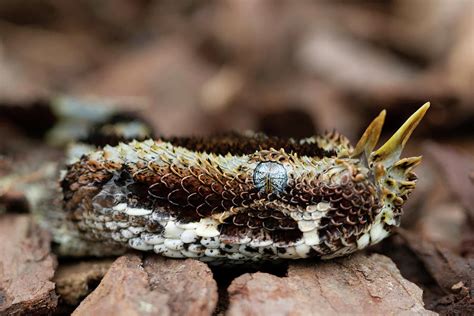 Rhino Viper Snake