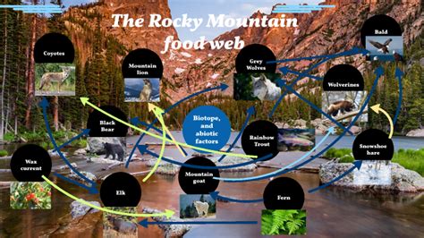 Rocky Mountain Food Web By Niels Schouten On Prezi