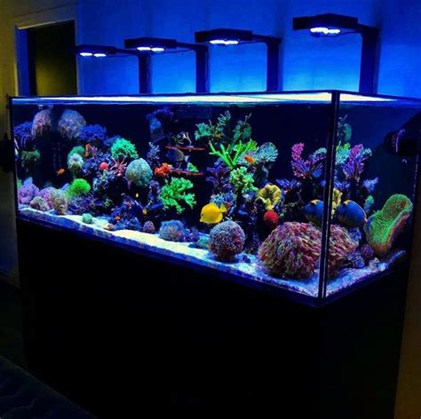 Outstanding Aquariam Decoration Ideas Aquariam Wall Bubble Wall