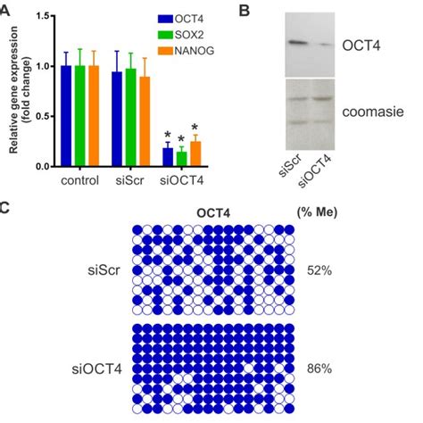 Phenotypic Characterization Of Bone Marrow Derived Mesenchymal Download Scientific Diagram