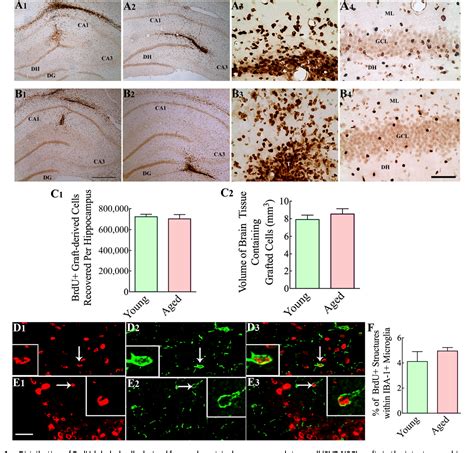 Figure 1 From Tissue Specific Progenitor And Stem Cells Grafted