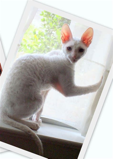 Pin By Maggie On Rex Cats Are The Cutest Cornish Rex Cat Rex Cat