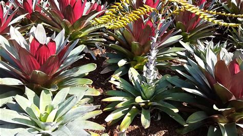 Bromeliad Alcantarea Imperialis Hd Video 02 Youtube