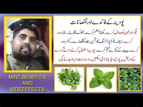 Pudina Ke Fayday Aor Nuqsanat In Urdu Hindi Mint Herb Benefits And