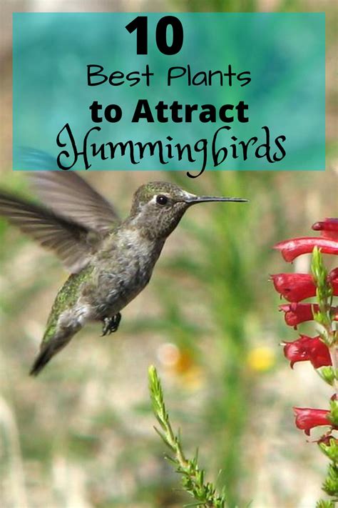 Hummingbirds Are Almost Always A Welcome Visitor To Any Garden They