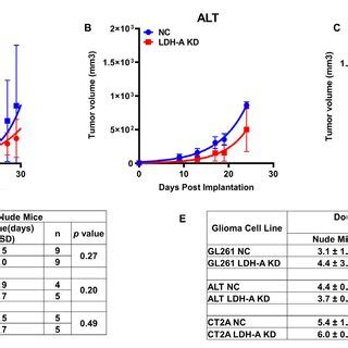 The Effect Of LDH A Knock Down On S C Tumor Growth In Nude Mice