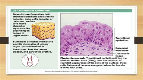 Introduction to histology and epithelial tissue pdf - Dr. Zana Dalawi ...