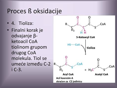 Varenje I Metabolizam Lipida Ppt