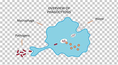 Phagocyte Macrophage Phagocytosis Diagram Lymphocyte PNG, Clipart ...