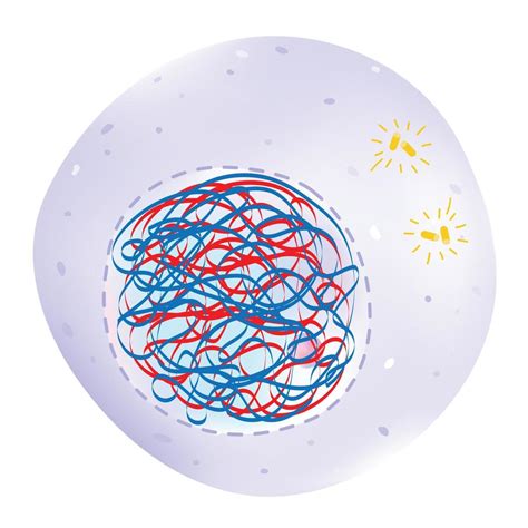 Interphase is the phase of the cell cycle. 19849093 Vector Art at Vecteezy