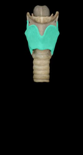 Phonatory Anatomy- Framework and Joints Flashcards | Quizlet