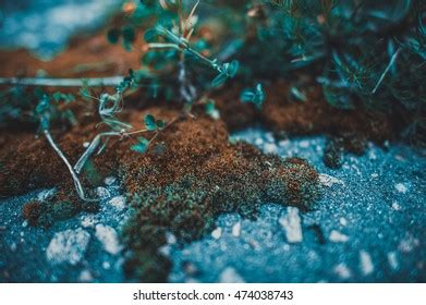 Photo Fungi Mold Mycelium Growth Spores Stock Photo 2213450245 ...