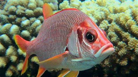 Behaviors of Butterflyfish & Squirrelfish | Britannica