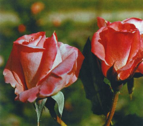 Роза Грандифлора Фото – Telegraph