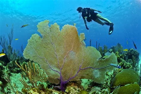 5 Bukti Bawah Laut Raja Ampat Papua Terbaik Di Dunia Travelakut