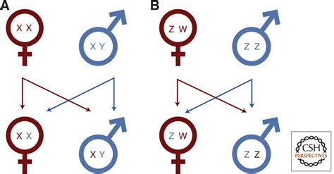 Conflict On The Sex Chromosomes Cause Effect And Complexity