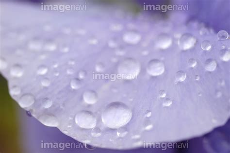 【水滴のついた花びら】の画像素材31147698 写真素材ならイメージナビ