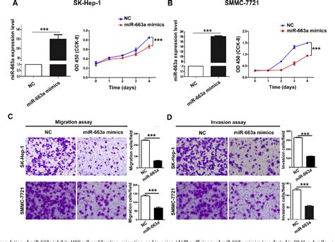 Figure 1 From Mir 663a Inhibits Hepatocellular Carcinoma Cell Proliferation And Invasion By