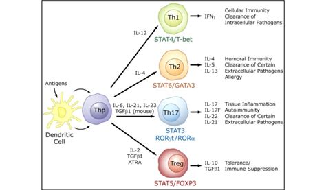 1 Cytokine Dependent Priming Of Different Helper CD4 T Cell Lineages