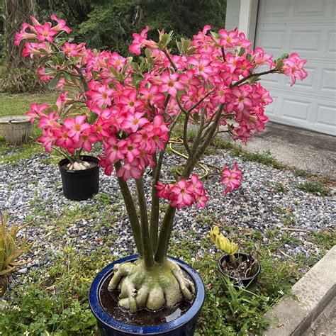 Amazon.com : Desert Rose Plant 4 to 5 Inches Height, Adenium Desert