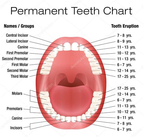 Teeth Names Diagram