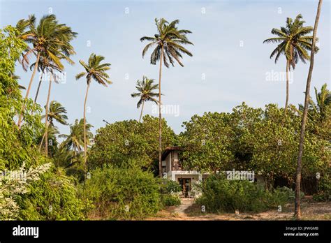 Palm trees by house Stock Photo - Alamy