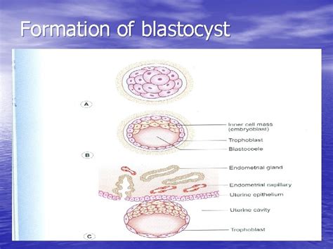 Embryology Stages Of Development Preembryonic Period Embryonic Period