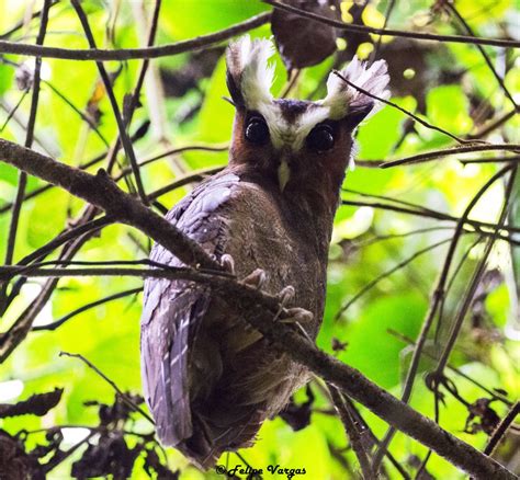 Búho Crestadocrested Owllophostrix Cristata Birds Colombia