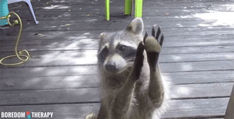 Raccoon GIF - Find & Share on GIPHY