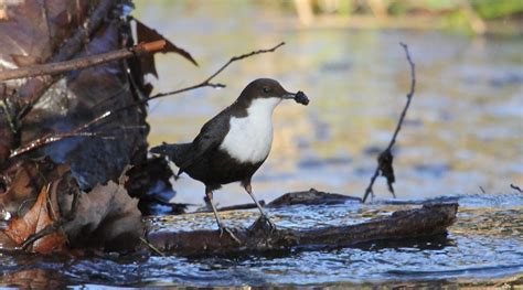 Pelagic Birder Kerb Crawling In Norfolk