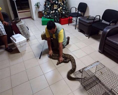 RESGUARDA PROFEPA DOS EJEMPLARES DE MAZACUATA Y ENTREGA A UMA, EN