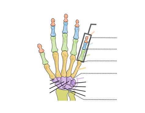 Dorsal View Hand Bones Quiz