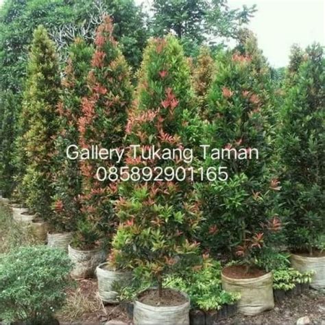 Jual Tanaman Pucuk Merah Tinggi 1 5 Meter Kab Bogor Nursery Plant